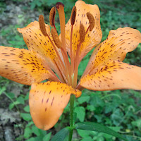 Giglio Rosso o giglio di San Giovanni, fotografato nel bosco tra Poggiofilippo e San Donato